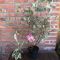 Cornus alba sibirica 'Miracle' • C5 L • 80-100 cm