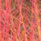 Cornus sanguinea 'Midwinter Fire' • C5 L • 80-100 cm