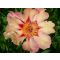 Paeonia Itoh 'Court Yester' • C6 L • 