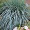 Elymus magellanicus • P 15  •30/40 cm•