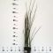 Equisetum japonicum  • P 9 • 30/40 cm•