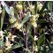 Phillyrea angustifolia  • P15 • 30/50 cm