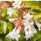 Abelia grandiflora 'Francis Mason'® • P15 • 20/40 cm