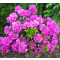 Rhododendron (Azalea) 'Geisha Purple '  •C 2 L  20/25cm