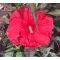 Hibiscus moscheutos Carrousel 'Giant Red' • C 4 l • 