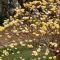 Edgeworthia chrys. 'Grandiflora' • C3 L •  40/50 cm