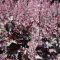 Heuchera micrantha 'Palace Purple' • C 2 l • 30-35 cm