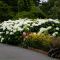 Hydrangea arborescens 'Annabelle' • C 4 L • 80/100 cm