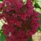 Hydrangea paniculata 'Wim's Red' • C5 L • 30/40 cm