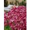 Hydrangea arborescens 'Candybelle Sorbet' • C 5 L • 40/50 cm