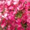 Hydrangea paniculata 'Little Rosy'  • C 5 l • 30/40 cm