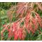 Acer pseud. 'Ice Dragon' ® Jack Frost  • C5l • 50/60 cm