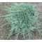 Juniperus hor. 'Icee Blue' • P 15 • 20/30 cm