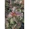 Physocarpus opulus 'Little Angel' • C 1,5 L  • 15/20 cm