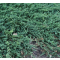 Juniperus hor. 'Jade River' • P15 • 40/60 cm
