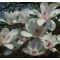 Magnolia 'Joli Pompon' • C7,5  L • 100+ cm