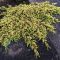 Juniperus com. 'Goldschatz' • P15 • 20/30 cm