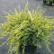 Juniperus sqam. 'Holger' • C 2 l • 20/30 cm