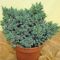 Juniperus sqa. 'Blue Star' • C3 l • 20/30 cm