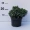 Juniperus sqa. 'Blue Star' • P 15 • 20/30 cm