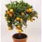 Citrus mitis 'Calamandin' • C12 L • Kalem 40 cm