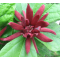 Calycanthus 'Floridus Red'  • C10 L  • 80-100 cm