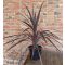 Cordyline australis ’Burgundy spire’ • C5 L • 40/60 cm