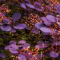 Cotinus coggyria 'Royal purple' • C 4 L  • 50/60 cm
