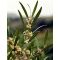 Phillyrea angustifolia  • P15 • 30/50 cm