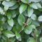Ligustrum ovalifolium  • Goli koren • 20/30 cm