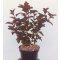 Physocarpus opulus 'Little Angel' • C 3 L  • 40/60 cm