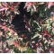 Physocarpus opulus 'Little Angel' • C 3 L  • 40/60 cm