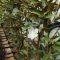 Magnolia grandiflora 'Alta' • C 4 L • 80/100 cm