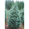 Juniperus scop. 'Moonglow' • P15 • 30/50 cm