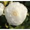 Camellia japonica 'Nuccio's Gem' • C7 L • 40/60 cm