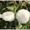 Camellia japonica 'Nuccio's Gem' • C7 L • 40/60 cm