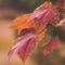 Acer rubrum 'October Glory •  C 3 L • 80/100 cm