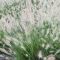 Pennisetum alopecuroides ‘Little Bunny’ • C2 L