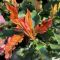 Photinia serratifolia 'Chrunchy' • C3 L • 40/60 cm