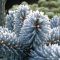 Picea pungens 'Super Blue Sedling ' • P 15 • 20/25 CM
