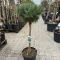 Pinus sylvestris 'Watereri' •  C 10 L • Kalem 60 cm