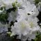 Rhododendron (Azalea) 'Pleasant White ' •C 2 L•30/40 cm