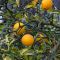 Sibirski limun • Poncirus trifoliata •C 9.5 L• 50/60 cm