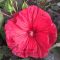 Hibiscus moscheutos 'Carousel Red Wine' • P 15 • 60/80 cm 