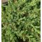 Juniperus com. 'Repanda' • C 3 l • 50/70 cm