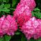 Rhododendron 'Germania' • C5 L • 30/40 cm