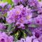 Rhododendron 'Goldflimmer' • C5 L • 30/40 cm