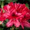 Rhododendron 'Nova Zembla' • C4 L • 30/40 cm
