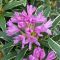 Rhododendron ponticum 'Variegatum' • C5L • 30/40 cm