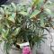 Rhododendron 'Graziella' • C4 L • 30/40 cm